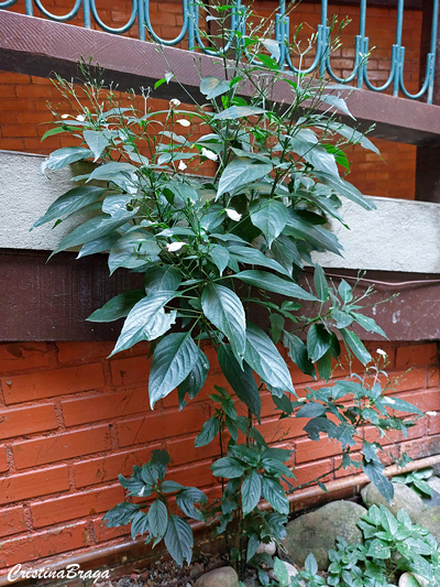 Ruellia brevifolia