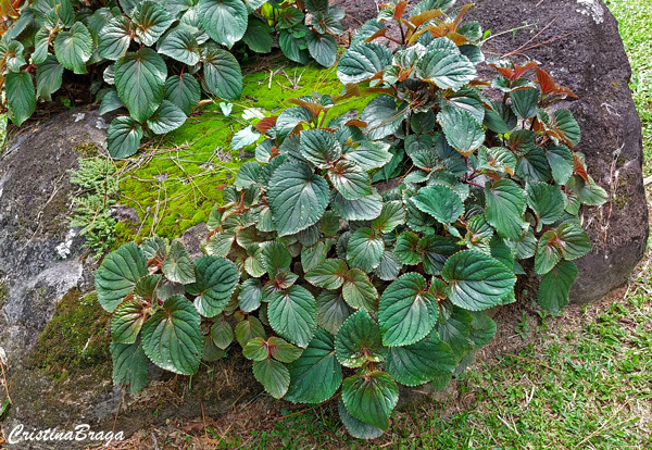 Shiso - Perilla frutescens