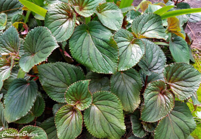 Shiso – Perilla frutescens var Britton