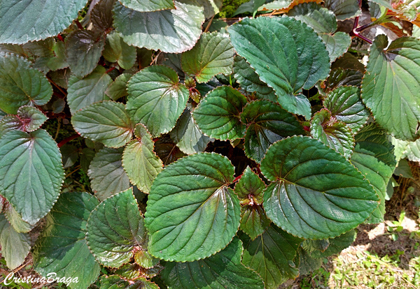 Shiso - Perilla frutescens