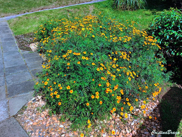 Calêndula limão - Tagetes tenuifolia