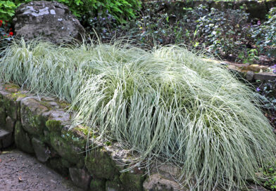 Capim carex – Carex oshimensis ‘Evergold’