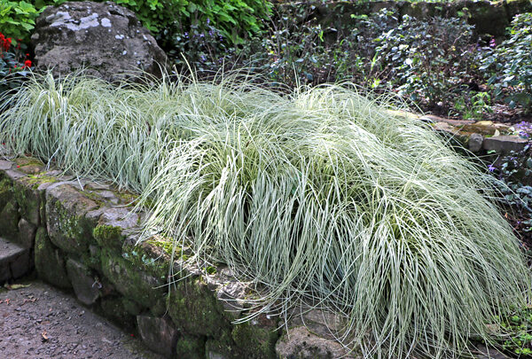 Capim carex - Carex oshimensis