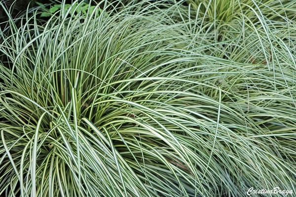 Capim carex