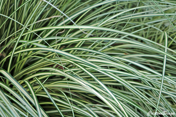 Capim Carex