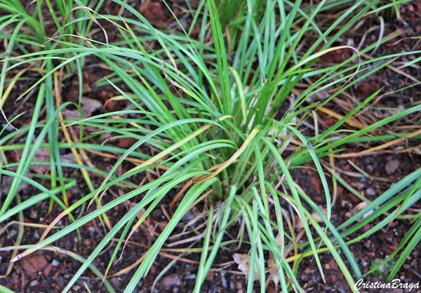 Carex – Carex umbrosa