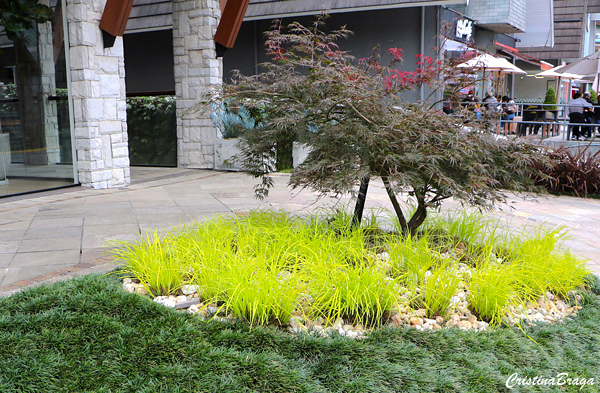 Carex dourado – Carex elata Aurea