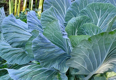 Couve manteiga Gigante – Brassica oleracea