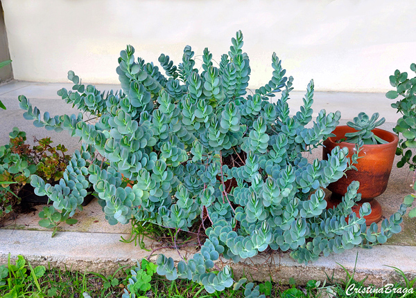 Kalanchoe marnieriana