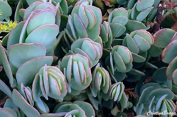 Kalanchoe marnieriana