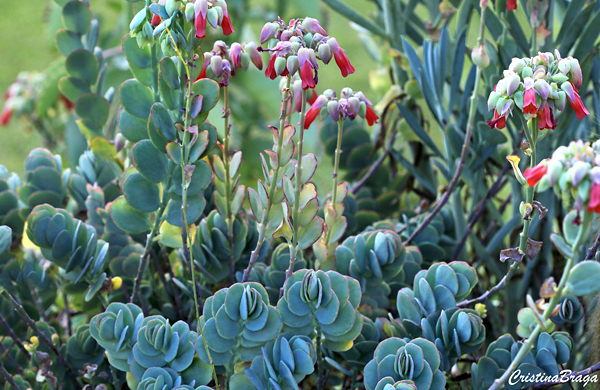 Kalanchoe marnieriana
