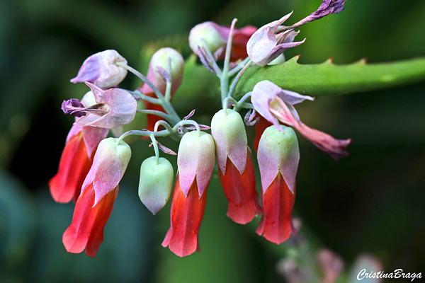 Kalanchoe marnieriana