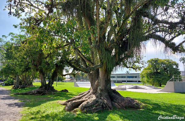 Parque da Cidade - Roberto Burle Marx