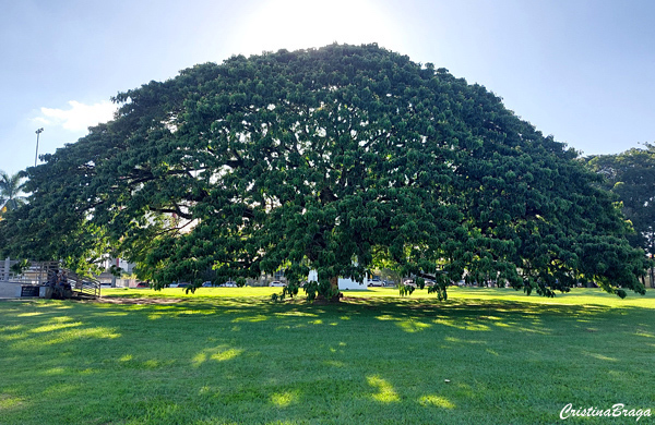 Parque da Cidade - Roberto Burle Marx