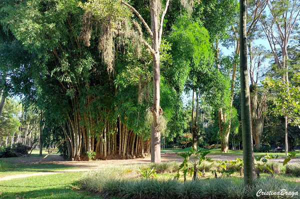 Parque da Cidade - Roberto Burle Marx