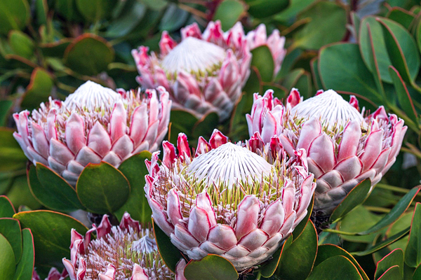 Protea