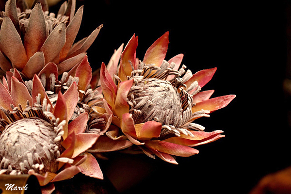 Protea