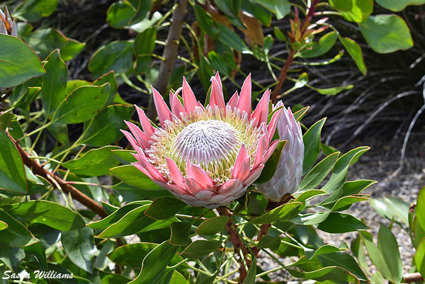 Protea – Espécies e cultivo