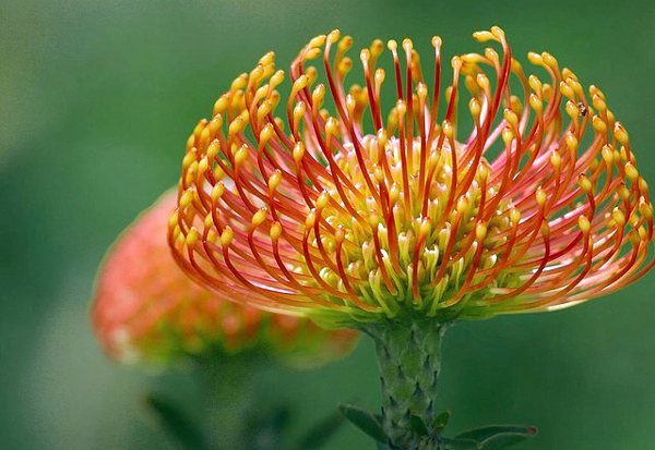 Protea