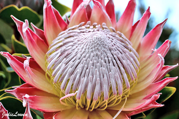 Protea