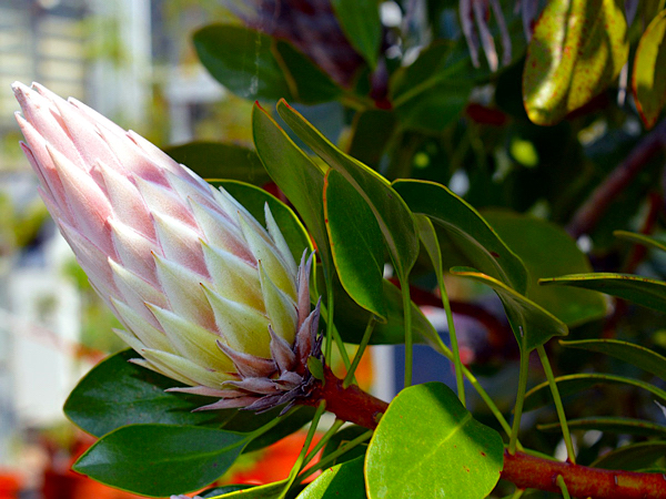 Protea