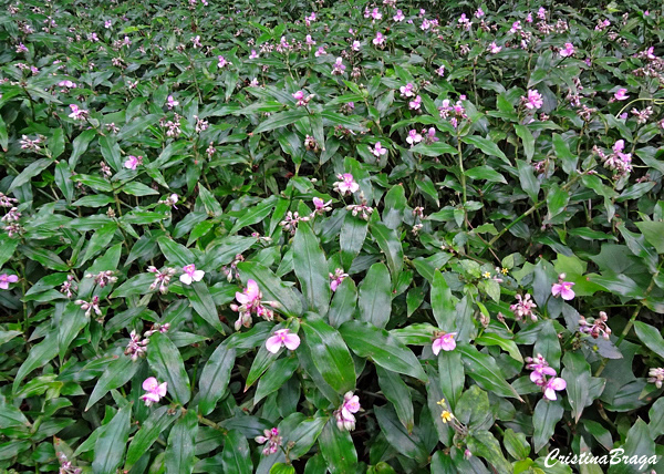 Trapoeraba rosa - Tripogandra diuretica