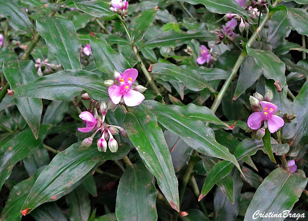 Trapoeraba rosa - Tripogandra diuretica