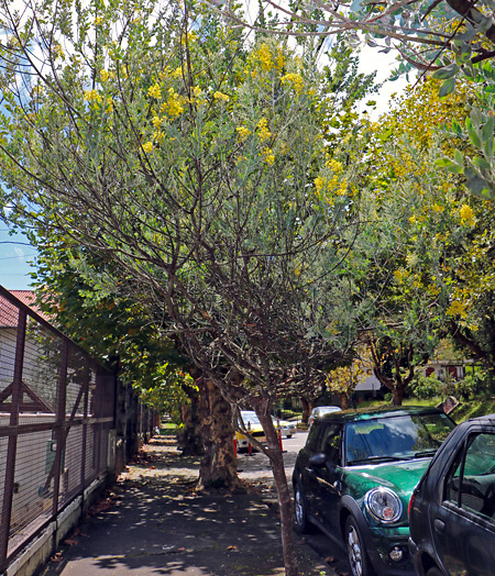 Acacia mimosa - Acacia podalyriifolia