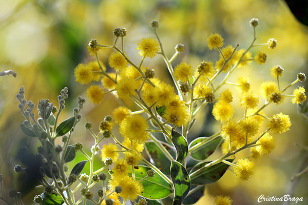 Acacia mimosa - Acacia podalyriifolia