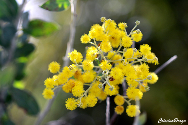 Acacia mimosa - Acacia podalyriifolia