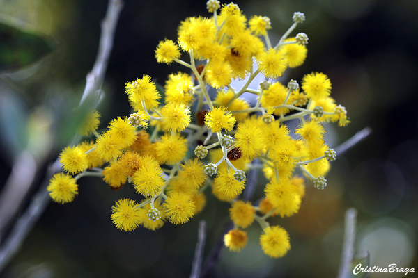 Acacia mimosa - Acacia podalyriifolia