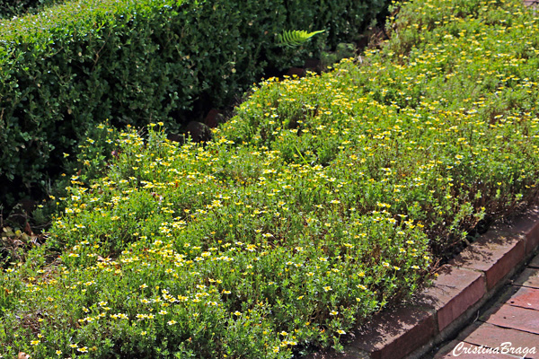 Chá de Marrocos - Bidens aurea