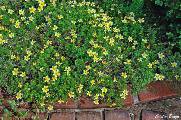 Chá de Marrocos - Bidens aurea
