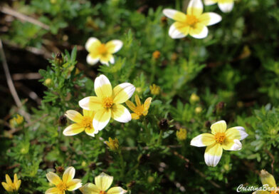 Chá de Marrocos – Bidens aurea