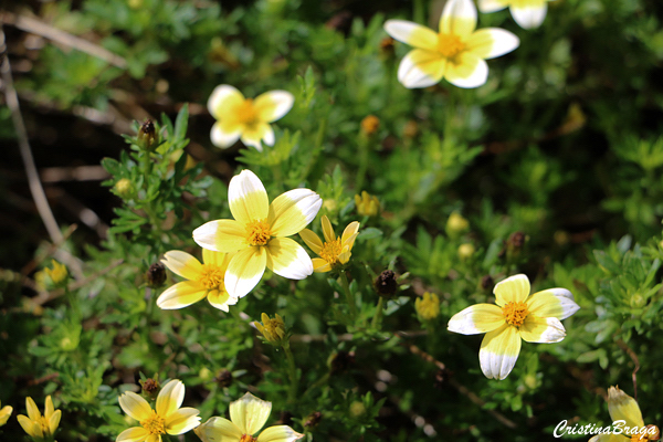 Chá de Marrocos - Bidens aurea