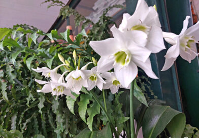 Lírio do Amazonas – Eucharis grandiflora