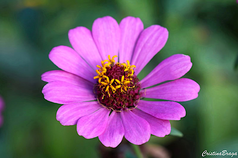 Zinia - Zinnia elegans - Flores e Folhagens
